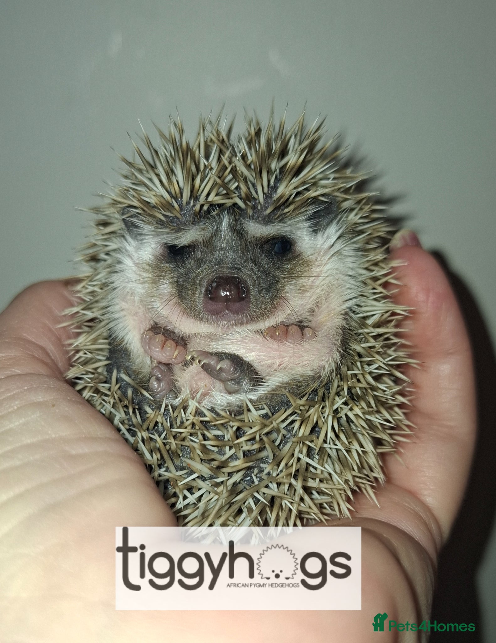 Pygmy Hedgehog rodents 2 handsome Males and 1 female  - Advert 2