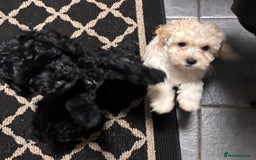 Cockapoo dogs for sale: 3 fluffy miniature cockpoo puppy’s  - Image 33