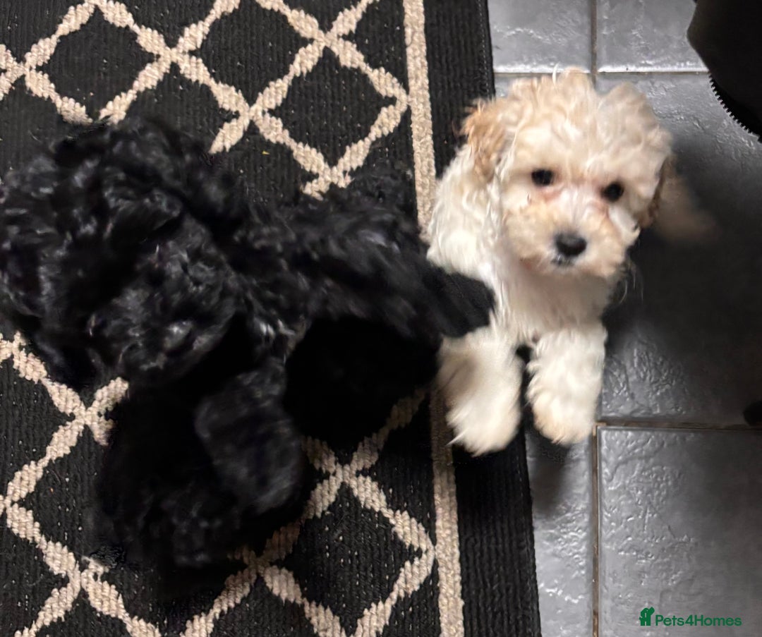 Cockapoo dogs for sale: 3 fluffy miniature cockpoo puppy’s  - Image 33