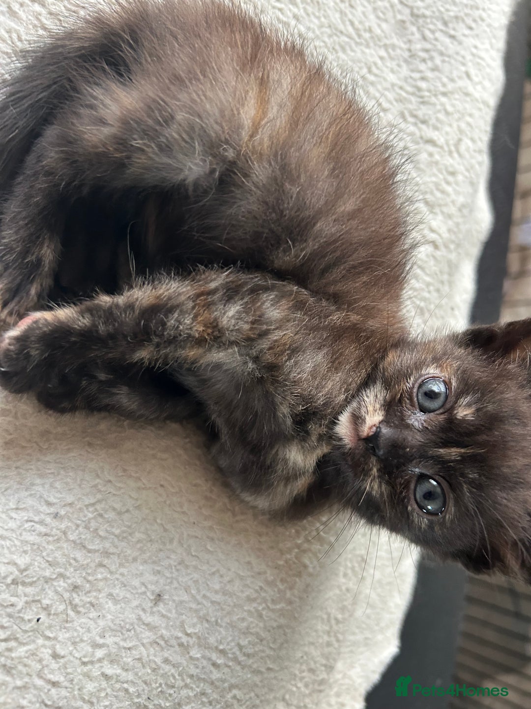 Domestic Shorthair cats for sale: 4 beautiful kittens  - Image 5