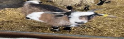 Goats livestock for sale: Pygmy goats! Various ages, all wether goats  - Advert 7