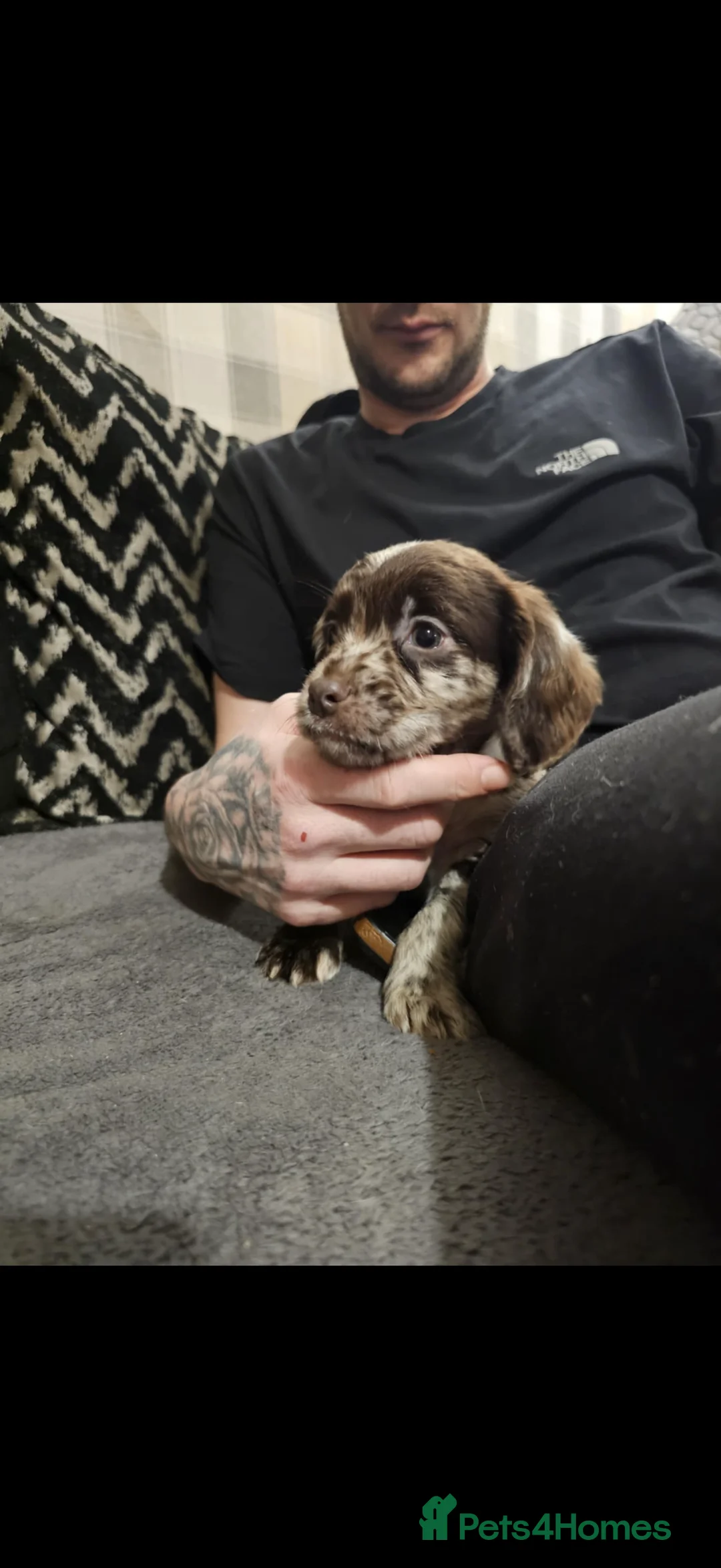 Cocker Spaniel dogs for sale: Cocker spaniel boys! - Advert 6