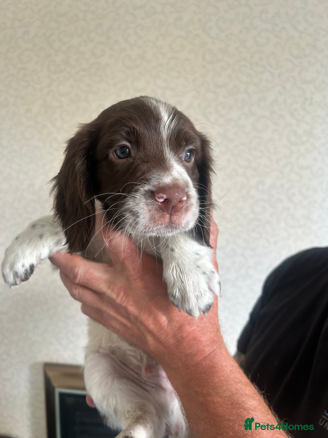 English Springer Spaniel dogs for sale: Springer Spaniel Puppies  - Image 6