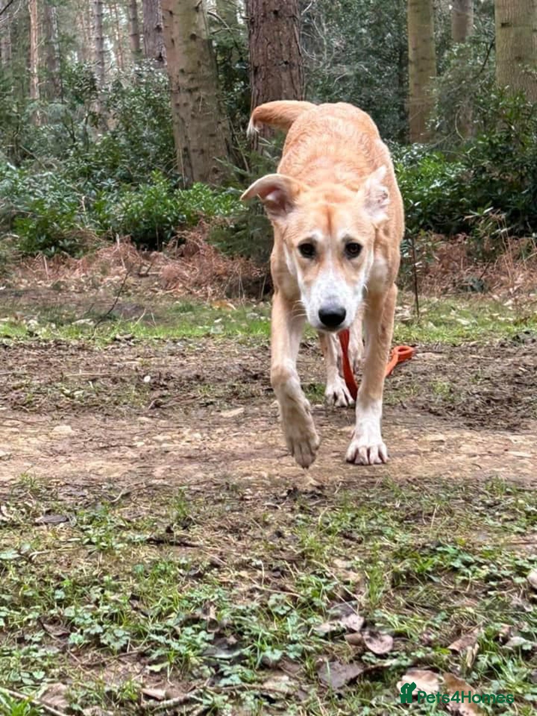 Mixed Breed dogs for adoption: Cristina - Norwich Norfolk  - Image 12