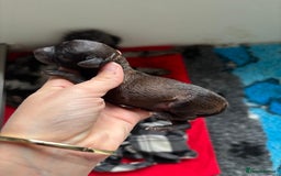 Miniature Poodle dogs for sale: Beautiful health tested miniature poodles  - Image 10