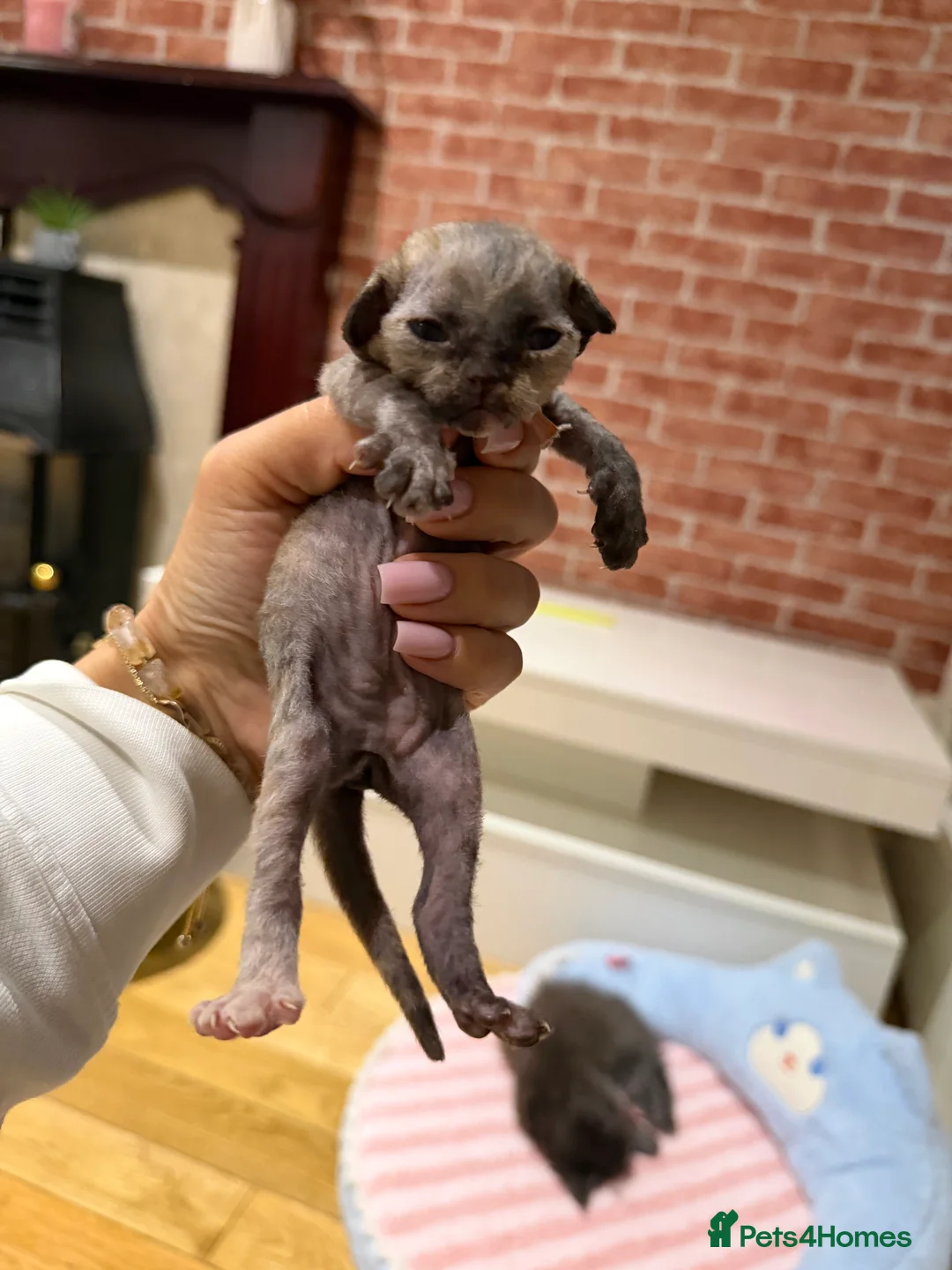 Devon Rex cats for sale: 🐾Adorable Devon Rex Kittens 🐾🌸 - Advert 18