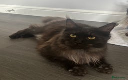 Maine Coon cats for sale: *RESERVED* TICA REG FEMALE MAINE COON FOR SALE - Image 3