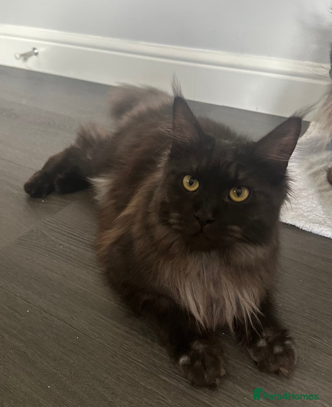 Maine Coon cats for sale: *RESERVED* TICA REG FEMALE MAINE COON FOR SALE - Image 3
