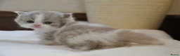 British Shorthair cats for sale: GCCF British Shorthair kitten - Advert 9