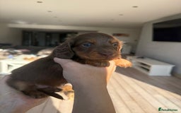 Miniature Dachshund dogs for sale: Pedigree Miniature Long hair Dachshund - Image 20
