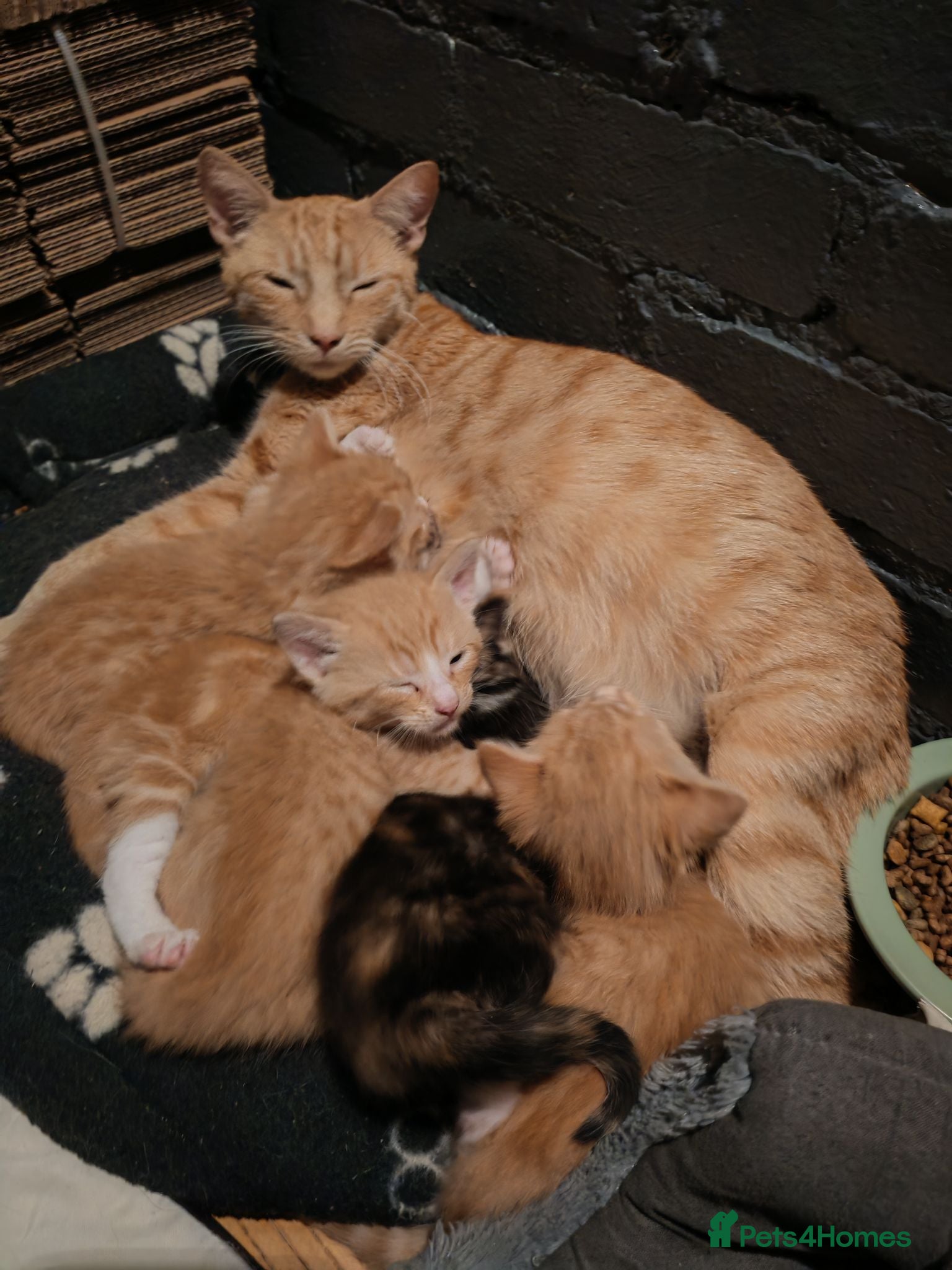 British Shorthair cats Gorgeous Ginger and Calico kittens  - Advert 1