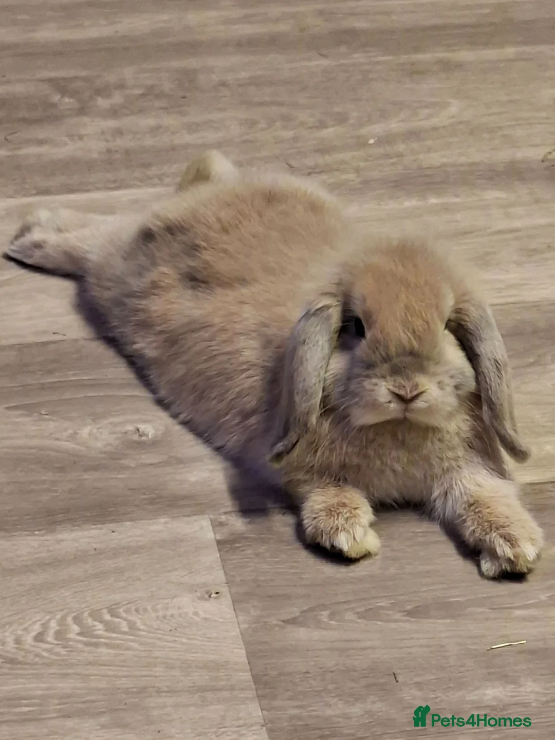 Mini Lop rabbits for sale: Doe mini lop 10 months old..  - Advert 2
