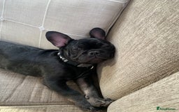 French Bulldog dogs for sale: Frenchie - Image 4
