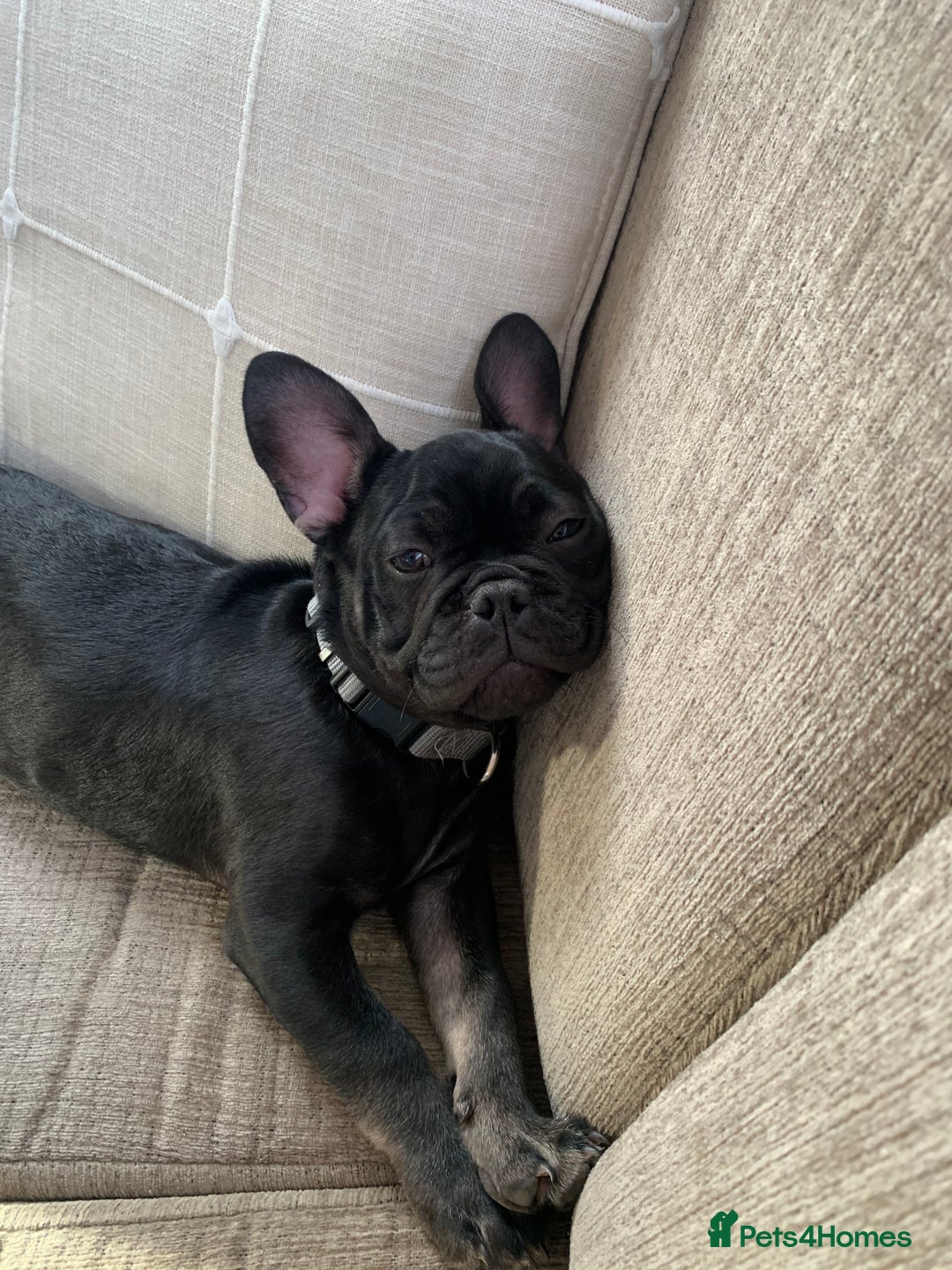 French Bulldog dogs for sale: Frenchie - Image 4
