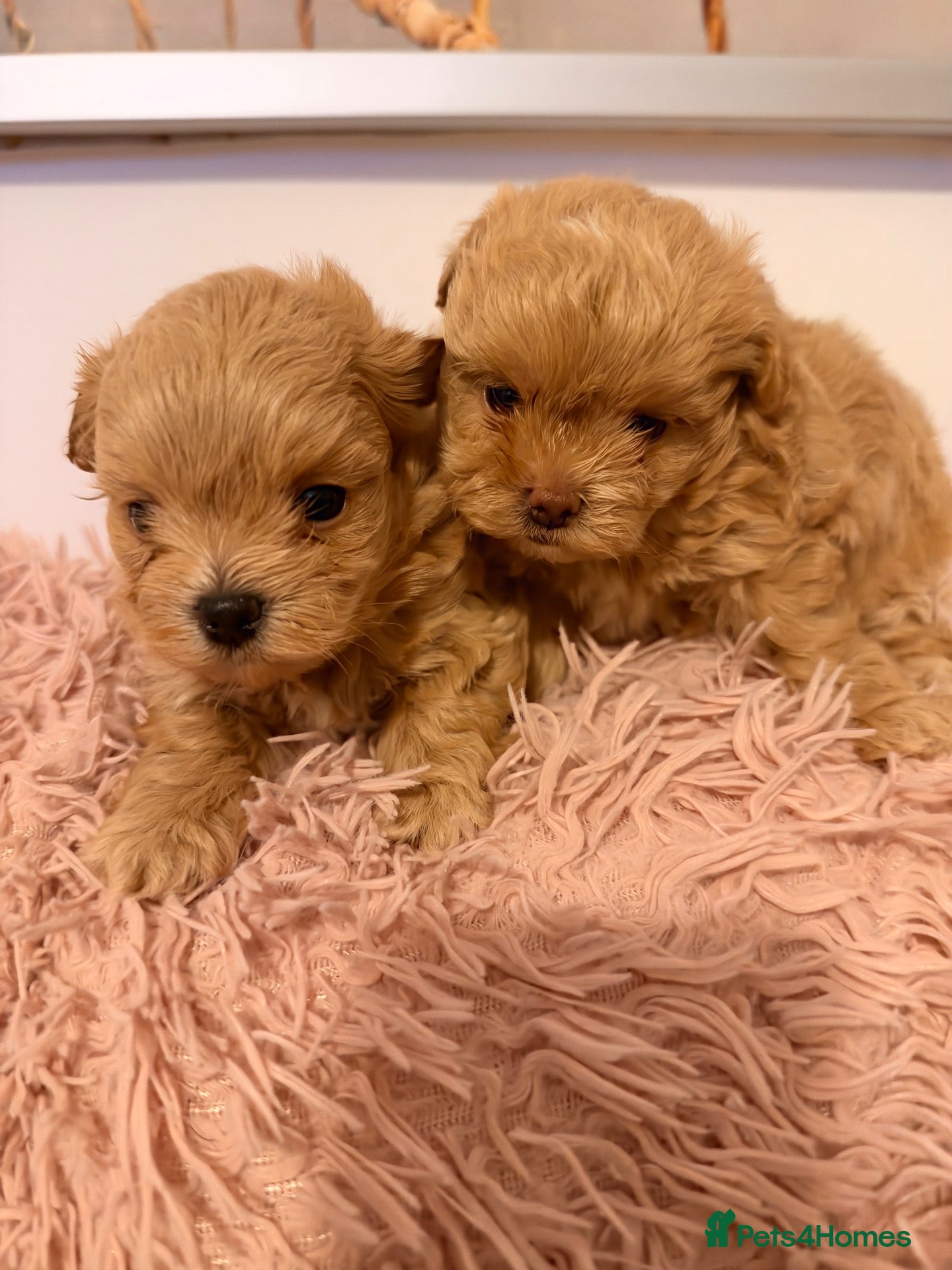 Maltipoo dogs for sale: ✨ Exceptional Maltipo PUPPIES – LOVING HOMES ONLY  - Advert 15