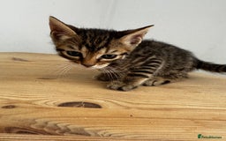 Bengal cats for sale: Mixed Bengal x Tabby - Image 15