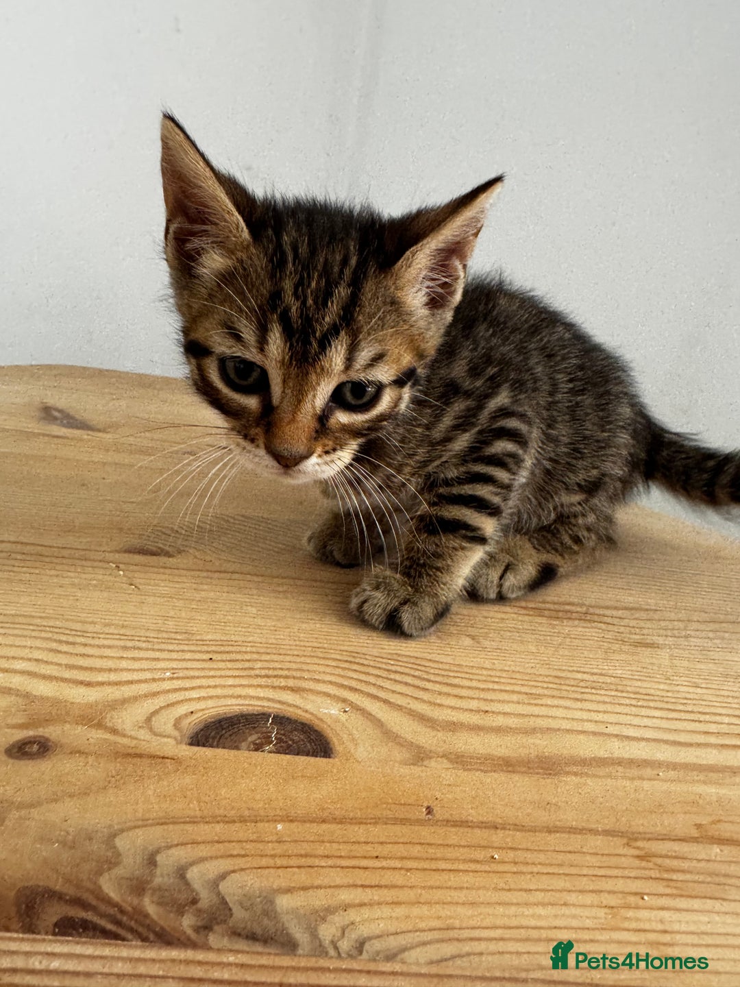 Bengal cats for sale: Mixed Bengal x Tabby - Image 15