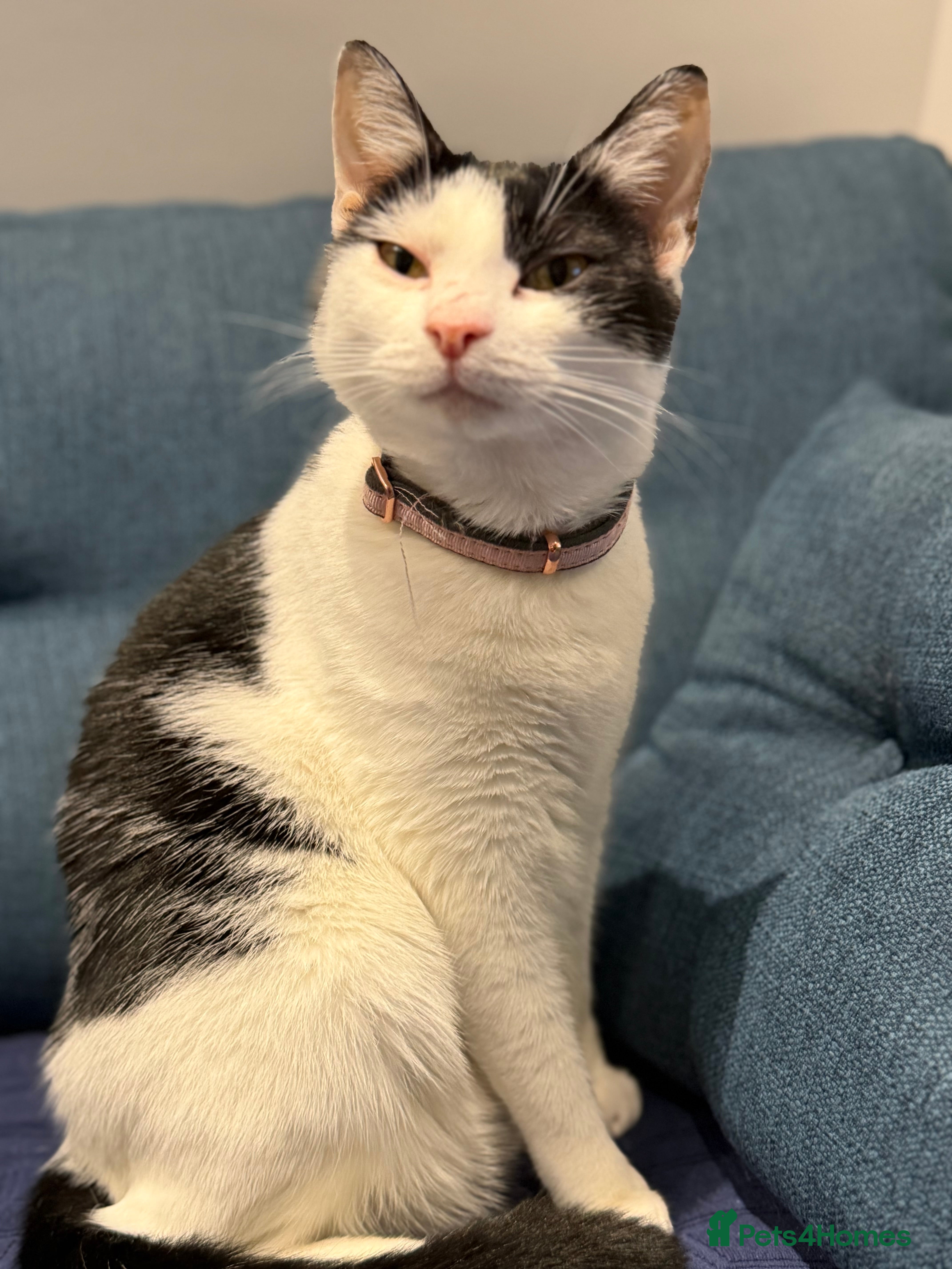 Domestic Shorthair cats Lovely cat Sierra looking for single-pet home - Advert 3