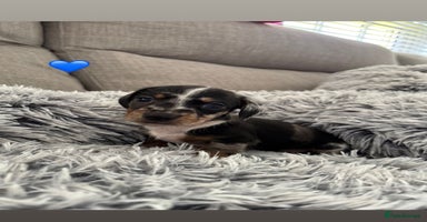 Miniature Dachshund dogs - Advert 6