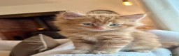 Mixed Breed cats for sale: Beautiful Ginger Kittens  - Advert 29