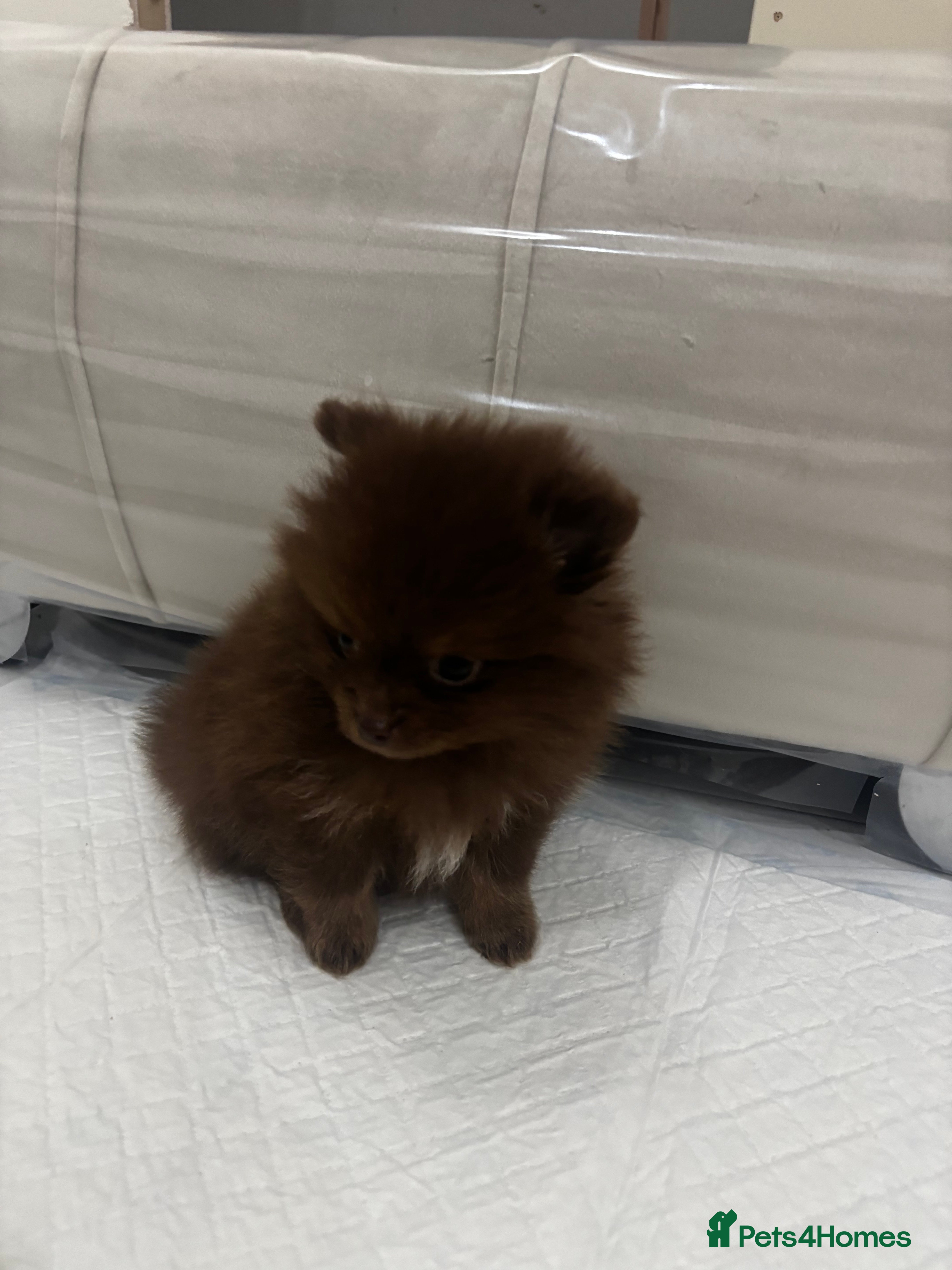 Pomeranian dogs 🤎 Gorgeous Chocolate & Tan Pomeranian Puppies  - Advert 2
