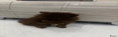 Chocolate and Tan Pomeranian puppies