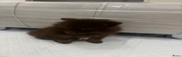 Pomeranian dogs for sale: 🤎 Gorgeous Chocolate & Tan Pomeranian Puppies  - Advert 13