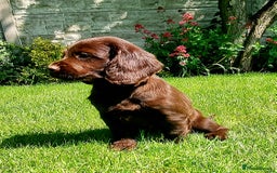 Sprocker dogs for sale: Stunning Sprocker Spaniel puppies  - Image 9