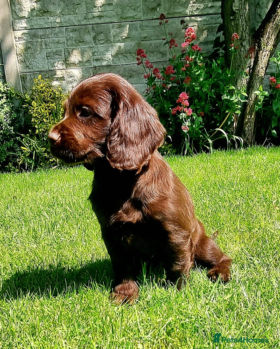 Sprocker dogs for sale: Stunning Sprocker Spaniel puppies  - Image 9