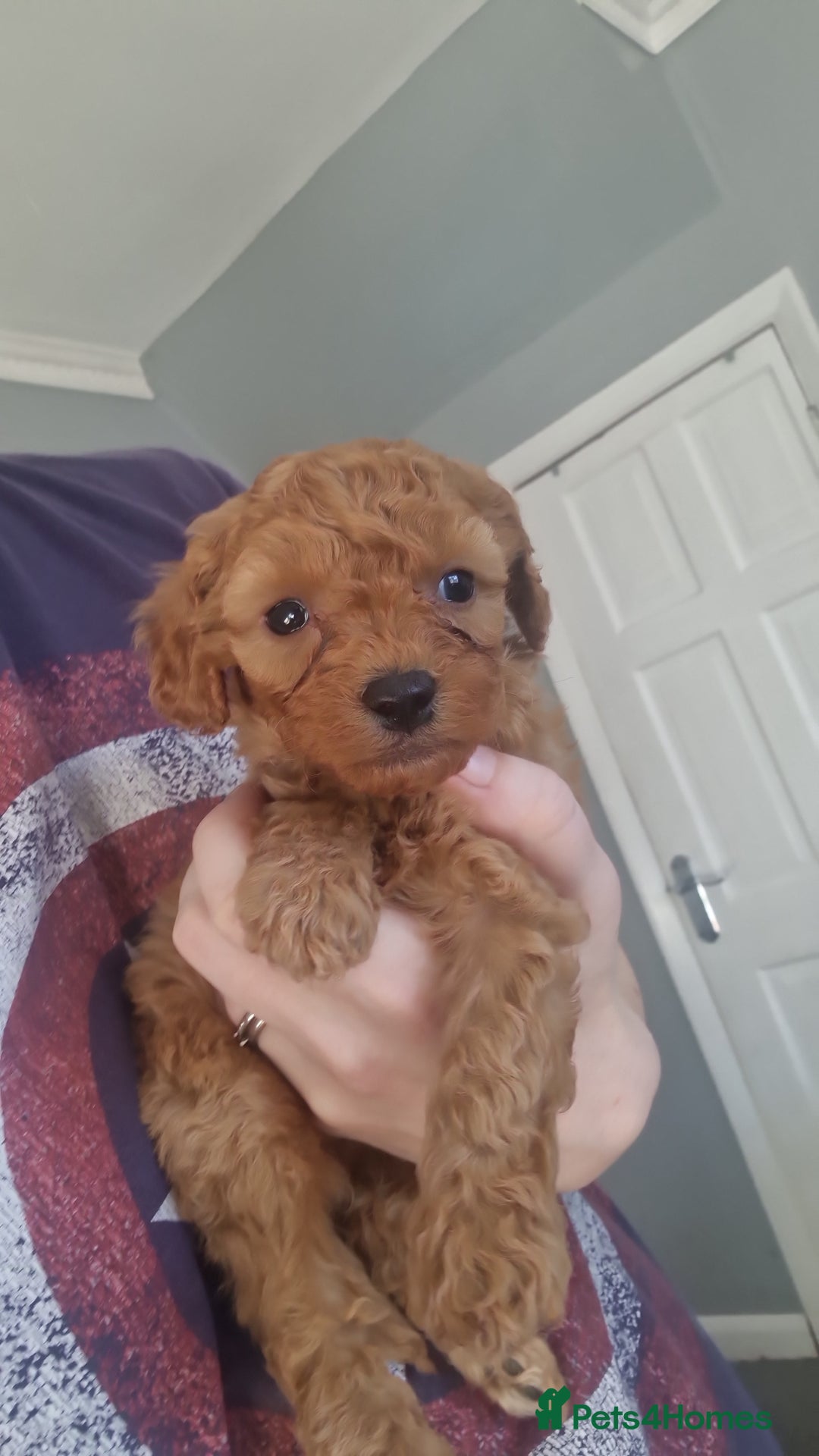 Cavapoochon dogs for sale: Cavapoochon puppies available  - Image 7