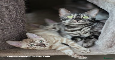 Bengal cats - Advert 6