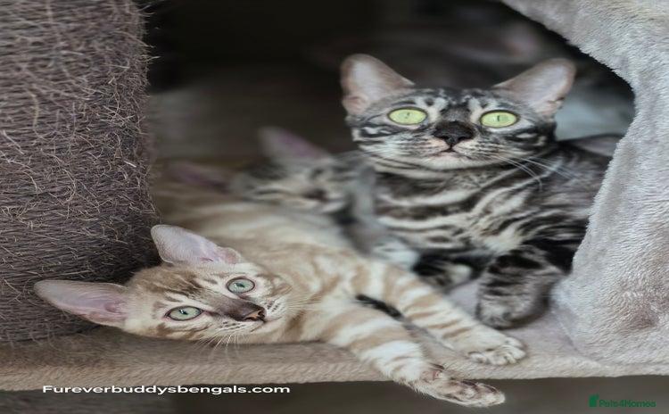 Bengal cats - Advert 1