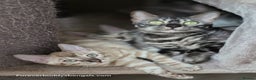 Bengal cats for sale: Gorgeous Silver and Charcoal Bengals  - Advert 3