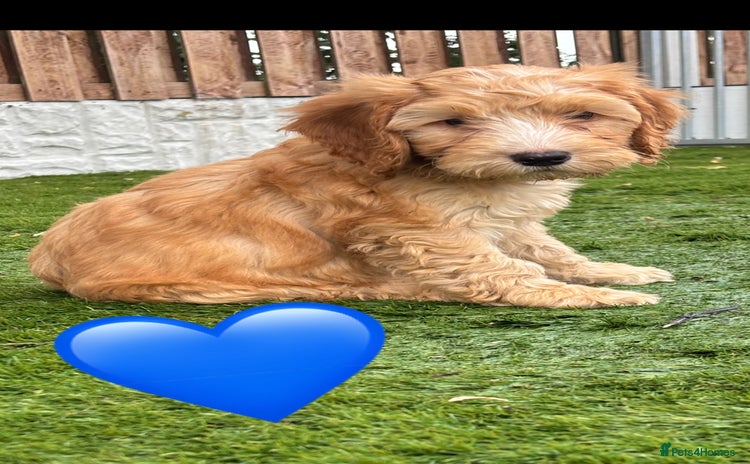 Cockapoo dogs - Advert 3