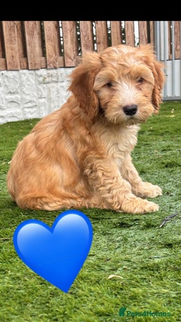 Cockapoo dogs - Advert 3