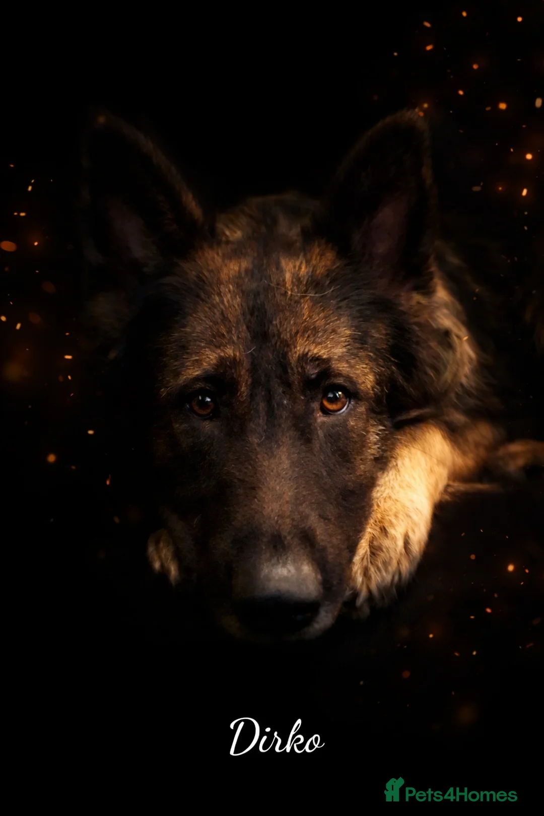 German Shepherd dogs for sale: Straight Back Long Hair GSD – Female - Advert 1