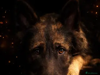 German Shepherd dogs Straight Back Long Hair GSD – Female - Advert 10