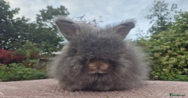 Angora rabbits - Advert 2