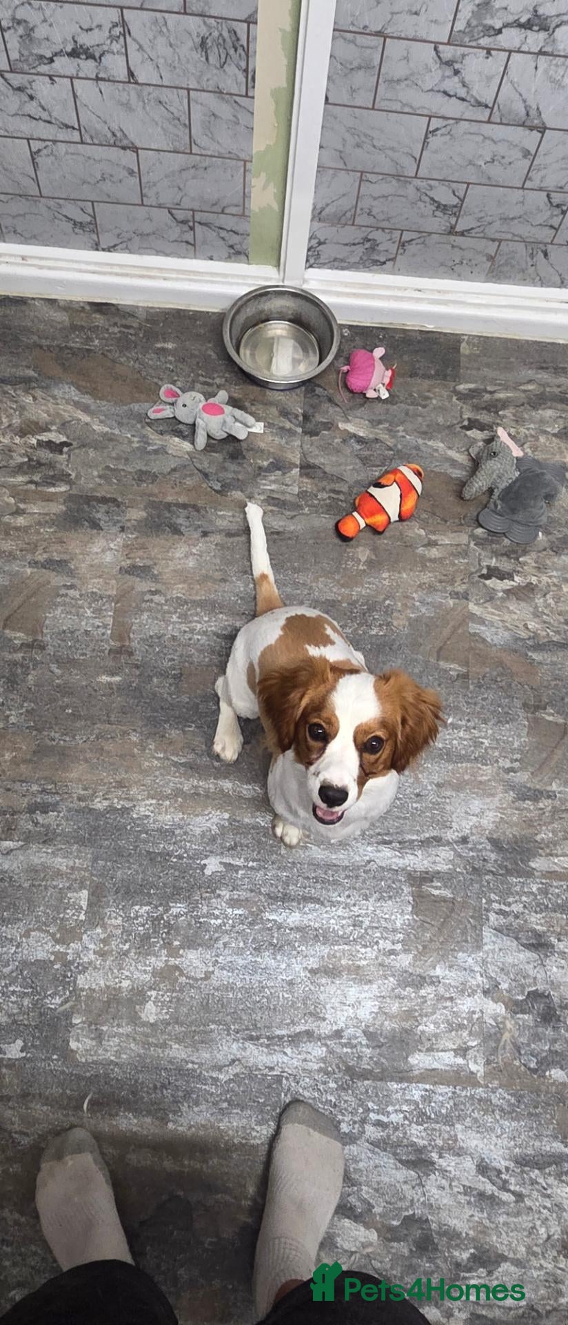 Mixed Breed dogs 10 month old Jack Russell  - Advert 1