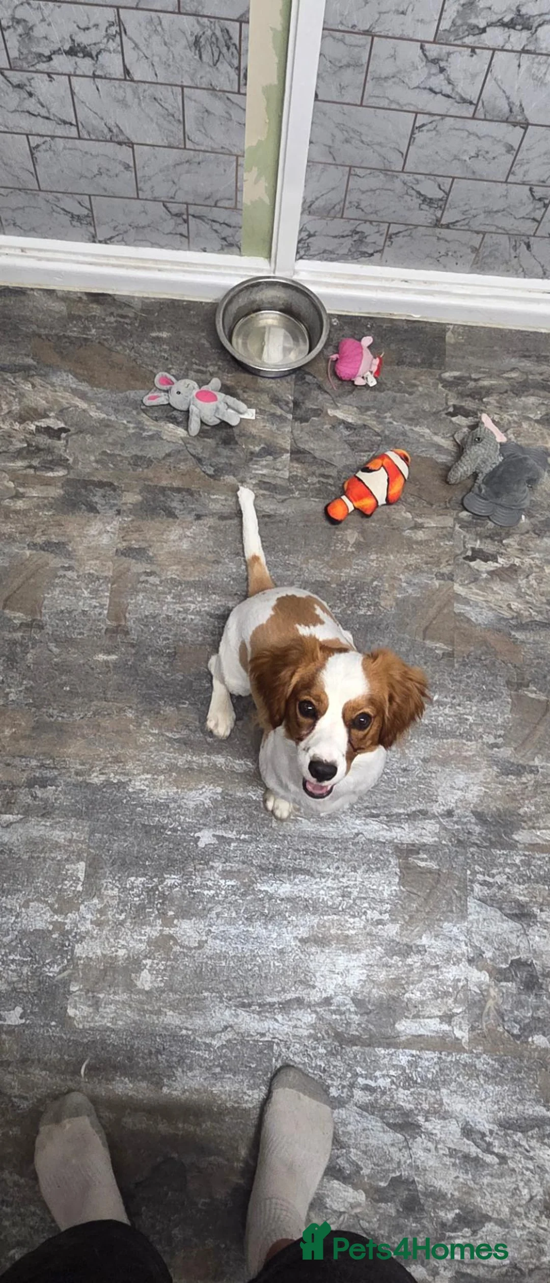 Mixed Breed dogs for sale: 10 month old Jack Russell  in Corsham - Advert 1