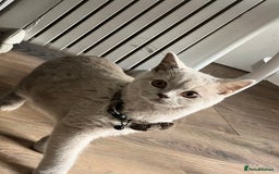 British Shorthair cats for sale: Beautiful male lilac british shorthair  - Image 6