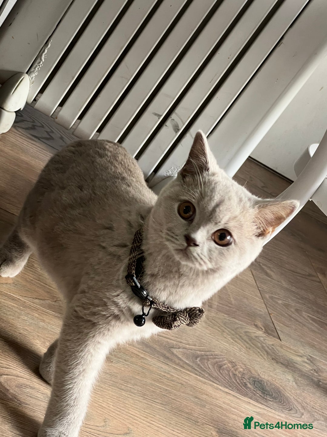 British Shorthair cats for sale: Beautiful male lilac british shorthair  - Image 6