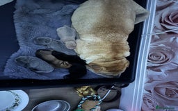 Shar Pei dogs for sale: Bear coat shar pei - Image 8