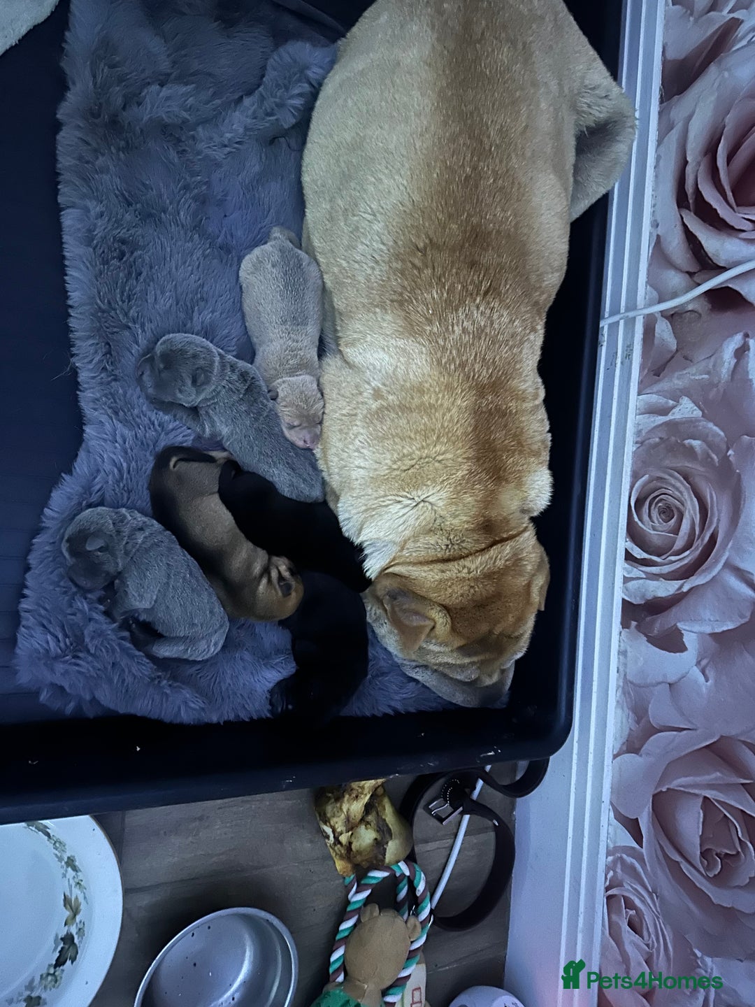 Shar Pei dogs for sale: Bear coat shar pei - Image 8