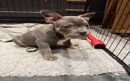 Mixed Breed dogs for sale: French staffy - Advert 6