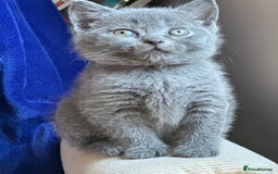British Shorthair cats for sale: 🐾 Adorable British Shorthair Blue Kittens 🐾 - Image 16