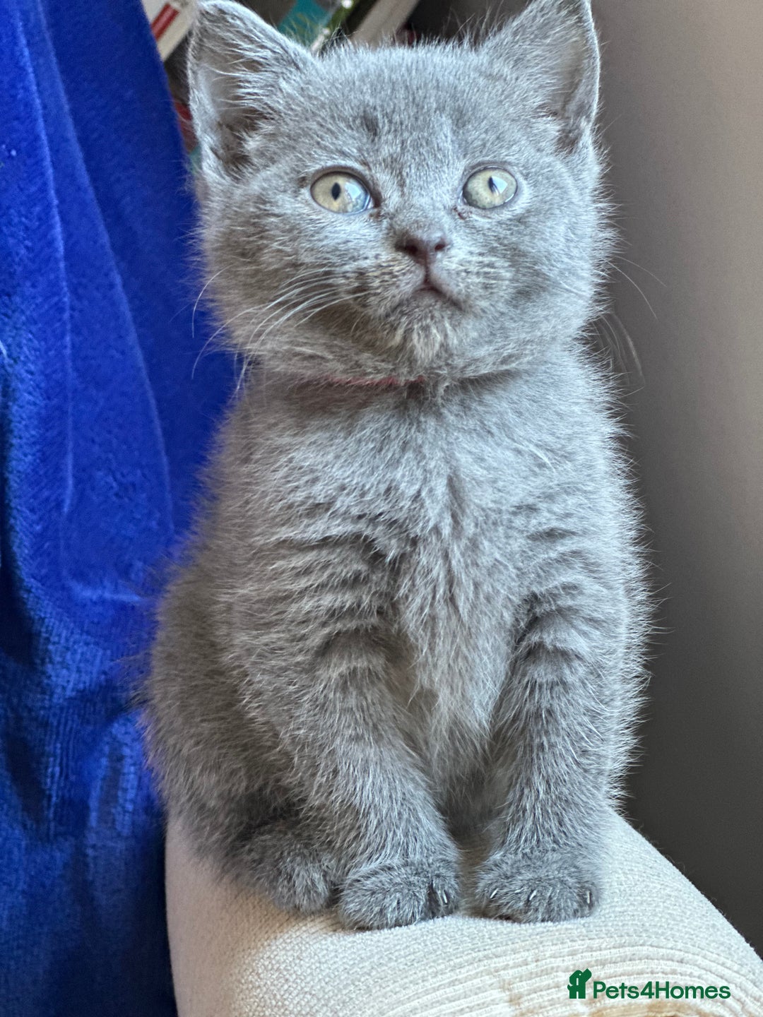 British Shorthair cats for sale: 🐾 Adorable British Shorthair Blue Kittens 🐾 - Image 16