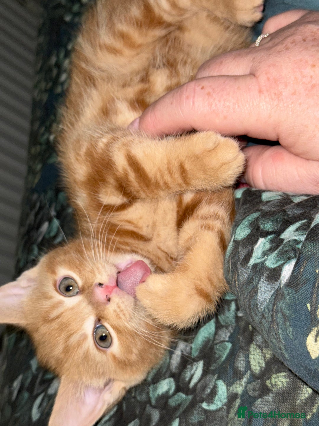 Mixed Breed cats for sale: 4 Gorgeous babies looking for their forever homes  - Advert 11