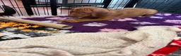Rhodesian Ridgeback dogs for sale: Exceptionally Health Tested KC Ridgeback Puppies - Advert 21