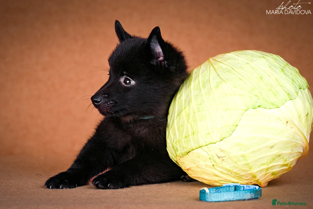 Schipperke dogs for sale: puppy schipperke - Advert 8